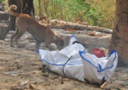 মর্মান্তিক: ভারতে রাস্তায় লাশ ছিঁড়ে খাচ্ছে কুকুর, ছবি ভাইরাল