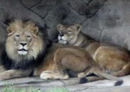 ভারতের চিড়িয়াখানায় ৮ সিংহের শরীরে করোনা !