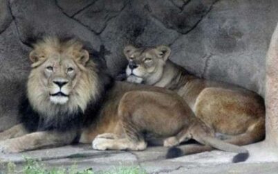 ভারতের চিড়িয়াখানায় ৮ সিংহের শরীরে করোনা !