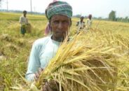 বরিশালে মিলছেনা ধান কাটা শ্রমিক