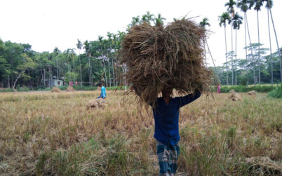 ব্যস্ত সময় পাড় করছেন দক্ষিণাঞ্চলের কৃষকরা