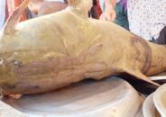 নদীতে জেলেদের জালে ১৮০ কেজি ওজনের বাঘাইড় দাম ৪ লাখ টাকা!