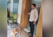 ৮ কুকুরছানাকে হত্যা, অভিযুক্ত কর্মকর্তাকে সরকারি বাসা ছাড়ার নির্দেশ