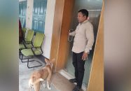 ৮ কুকুরছানাকে হত্যা, অভিযুক্ত কর্মকর্তাকে সরকারি বাসা ছাড়ার নির্দেশ