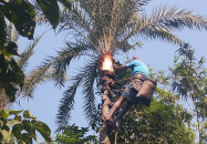 মানিকগঞ্জে শুরু হয়েছে খেঁজুরের রস আহরণের প্রস্তুতি