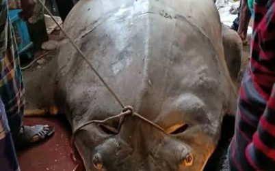করাতের মতো মুখ, ২৫ মনের দেহ উঠে এলো ডাঙ্গায়