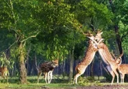 দক্ষিণাঞ্চলে বিস্তৃত প্রাকৃতিক সম্পদে ভরপুর সুন্দরবন