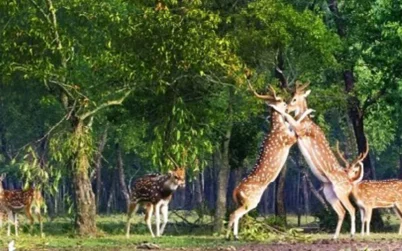 দক্ষিণাঞ্চলে বিস্তৃত প্রাকৃতিক সম্পদে ভরপুর সুন্দরবন