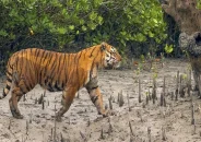সুন্দরবনে অবাধ বিচরণ রয়েল বেঙ্গল টাইগারের