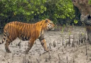 সুন্দরবনে অবাধ বিচরণ রয়েল বেঙ্গল টাইগারের