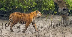 সুন্দরবনে অবাধ বিচরণ রয়েল বেঙ্গল টাইগারের