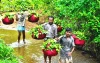 দেশজুড়ে  চন্দনাইশের পেয়ারা দেশ পেরিয়ে মধ্যপ্রাচ্যে