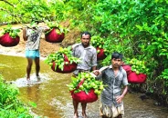 দেশজুড়ে  চন্দনাইশের পেয়ারা দেশ পেরিয়ে মধ্যপ্রাচ্যে