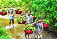 দেশজুড়ে  চন্দনাইশের পেয়ারা দেশ পেরিয়ে মধ্যপ্রাচ্যে