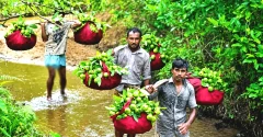 দেশজুড়ে  চন্দনাইশের পেয়ারা দেশ পেরিয়ে মধ্যপ্রাচ্যে