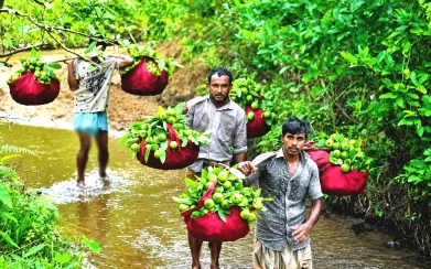 দেশজুড়ে  চন্দনাইশের পেয়ারা দেশ পেরিয়ে মধ্যপ্রাচ্যে